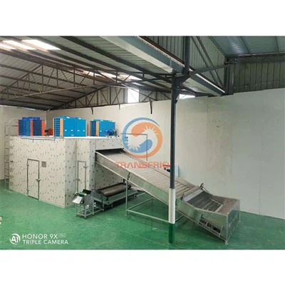 Peiriant Sychu Ffrwythau Math Belt